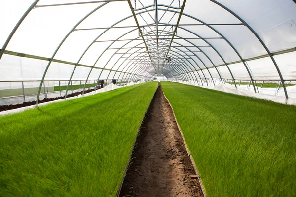 Plantas jovens crescendo em um berçário de plantas muito grande — Fotografia de Stock