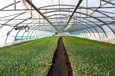 Bir çok büyük bitki odasında genç bitkiler sera