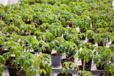 Genç domates fidesi