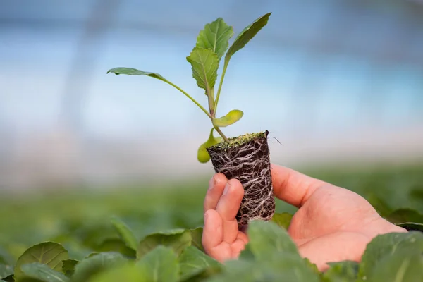 Tangan manusia memegang tanaman muda dengan tanah di atas latar belakang alam yang kabur. Ecology World Environment Day CSR Seedling Go Green Eco Friendly — Stok Foto