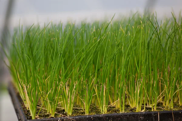 Fidan ekoloji dünya çevre günü Csr fide yeşil Eco dostu Dünya Sağlık gıda Bahçe yeni hayatı kavramı tarımı — Stok fotoğraf