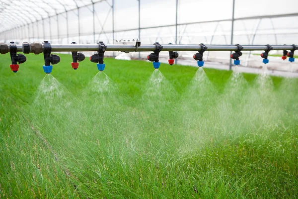 Greenhouse watering system in action — Stock Photo, Image