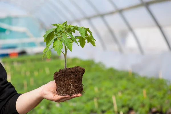 Mãos humanas segurando planta jovem com solo sobre fundo natureza turva. Ecologia Dia Mundial do Meio Ambiente RSE Mudas Go Green Eco Friendly — Fotografia de Stock