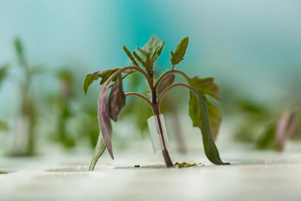 若い植物の温室効果で生着。凝結を移植します。. — ストック写真