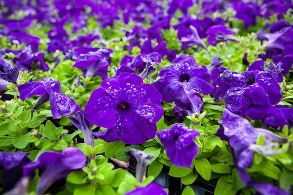 Beeld vol met kleurrijke petunia Petunia hybrida bloemen — Stockfoto