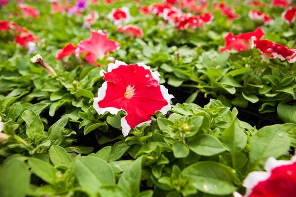 Image full of colourful petunia Petunia hybrida flowers — Stock Photo, Image