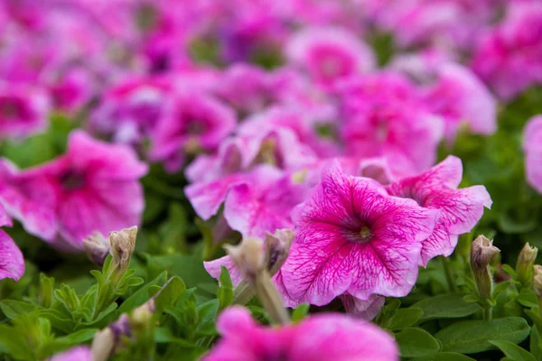 Obraz pełen kolorowych petunii Petunie kwiaty — Zdjęcie stockowe