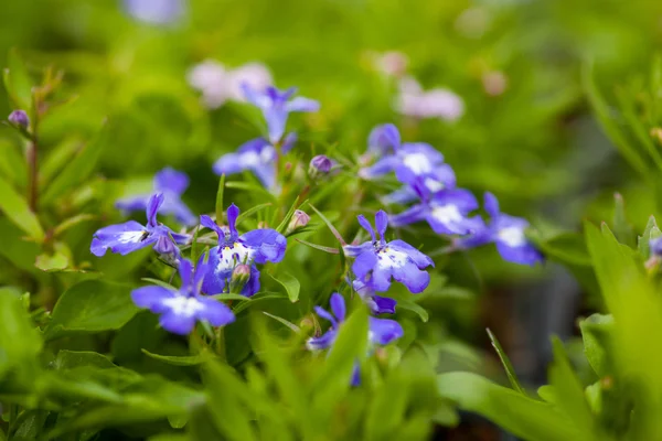 Wiele niebieskie kwiaty jako lobelia tło — Zdjęcie stockowe