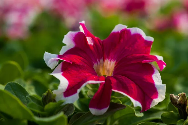Piękne Petunia kwiat zbliżenie na tle zielonych liści — Zdjęcie stockowe