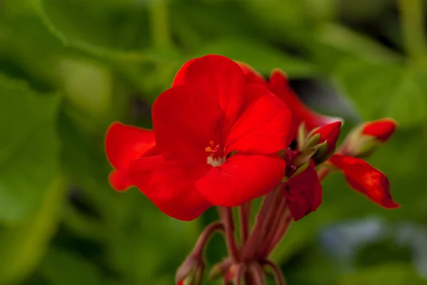 Egy piros virág színe zöld természetes háttér. — Stock Fotó