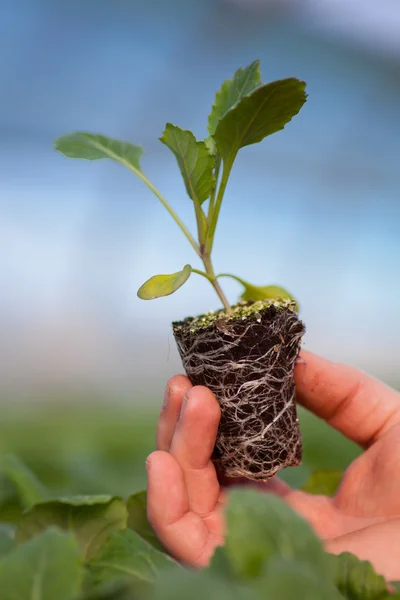 Mâinile umane țin planta tânără cu sol pe fundal natural neclar. Ecologie Ziua Mondială a Mediului CSR Răsaduri Go Green Eco Friendly — Fotografie, imagine de stoc