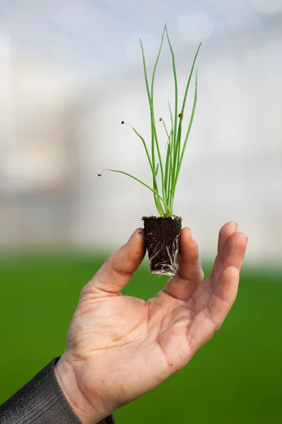 Menneskelige hænder holder ung plante med jord over sløret natur baggrund. Økologi Verdensdagen CSR Seedling Go Green Eco Friendly - Stock-foto