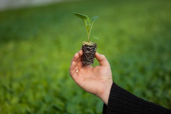 Tangan manusia memegang tanaman muda dengan tanah di atas latar belakang alam yang kabur. Ecology World Environment Day CSR Seedling Go Green Eco Friendly — Stok Foto