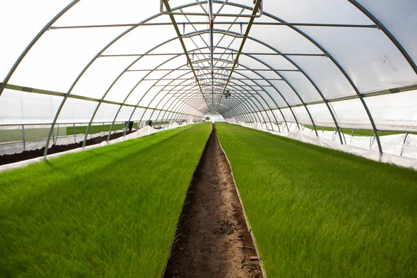 Plantas jovens crescendo em um berçário de plantas muito grande — Fotografia de Stock