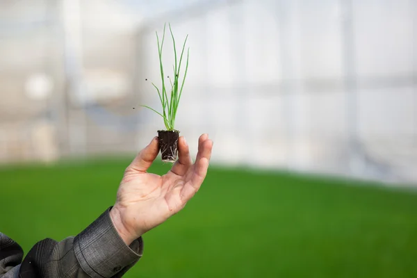Ανθρώπινα χέρια κρατώντας το νεαρό φυτό με χώμα πάνω από θολή φόντο φύση. Οικολογία περιβάλλον παγκόσμια ημέρα ΕΚΕ σπορόφυτο πάει Πράσινη Eco φιλικό — Φωτογραφία Αρχείου