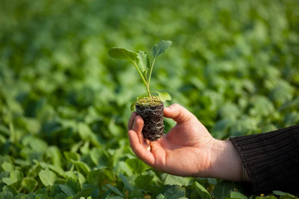 Human hands holding young plant with soil over blurred nature background. Ecology World Environment Day CSR Seedling Go Green Eco Friendly — Stock Photo, Image