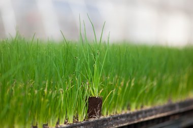 genç bitki yeni bir hayat