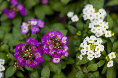 Çok pembe, beyaz ve mor Alyssum çiçekleri, Cruciferae yıllık çiçekli bitki yakın çekim