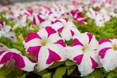 Görüntü tam renkli Petunya boş çiçek