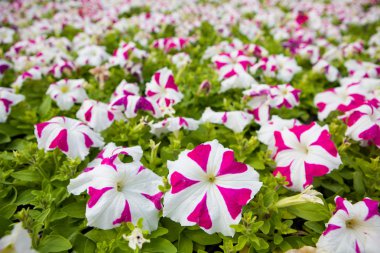 Görüntü tam renkli Petunya boş çiçek