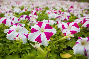 Görüntü tam renkli Petunya boş çiçek