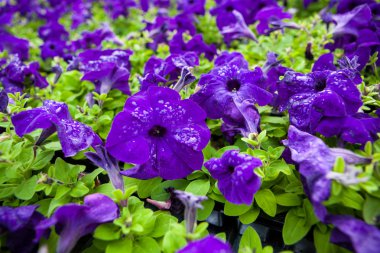 Görüntü tam renkli Petunya Petunya boş çiçek