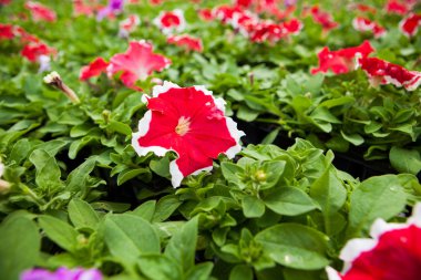 Görüntü tam renkli Petunya boş çiçek