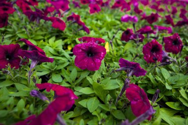 Görüntü tam renkli Petunya boş çiçek