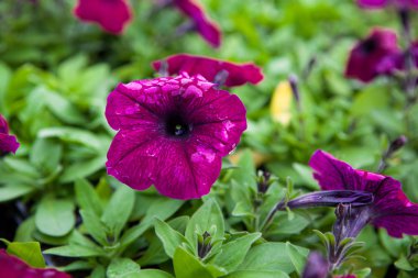 Görüntü tam renkli Petunya boş çiçek.