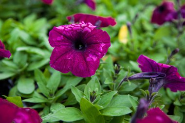Görüntü tam renkli Petunya boş çiçek.