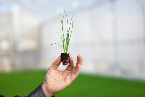 Mani umane che tengono giovane pianta con terreno su sfondo natura offuscata. Ecologia Giornata Mondiale dell'Ambiente CSR Piantina di semenzaio Go Green Eco Friendly — Foto Stock