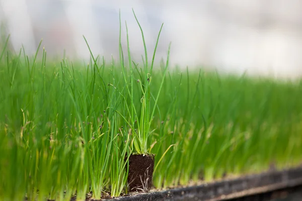 Young plant new life — Stock Photo, Image