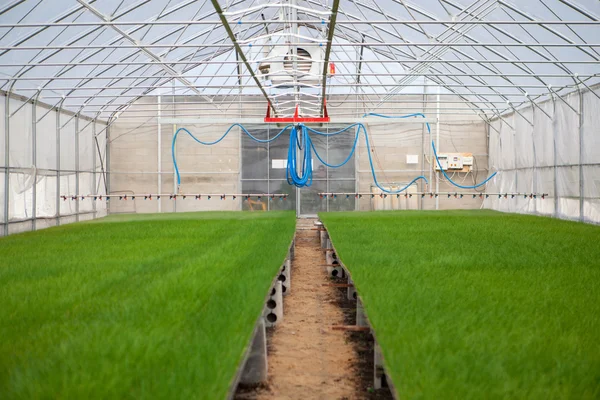 Greenhouse watering system in action — Stock Photo, Image