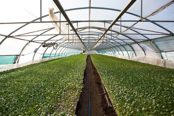 Plantele tinere care cresc într-o pepinieră de plante foarte mare, seră — Fotografie, imagine de stoc