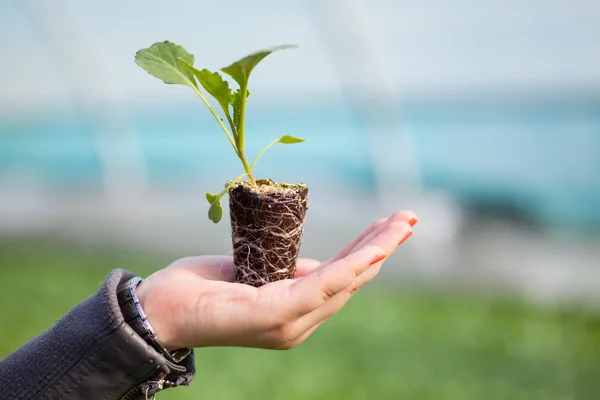 มือมนุษย์ถือพืชหนุ่มที่มีดินอยู่เหนือพื้นหลังธรรมชาติที่ไม่ชัดเจน วันสิ่งแวดล้อมโลก CSR Seedling Go Green เป็นมิตรกับสิ่งแวดล้อม — ภาพถ่ายสต็อก