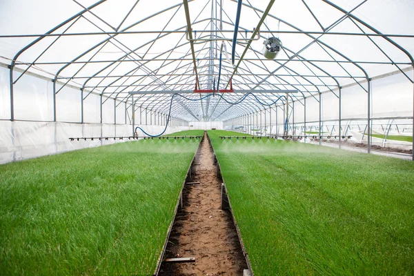 Sistema di irrigazione in serra in azione — Foto Stock