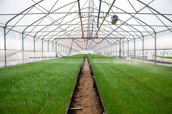 Sistema di irrigazione in serra in azione — Foto Stock