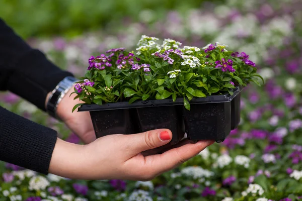 Seedling holding Close up of pretty pink, white and purple Alyssum flowers,  the Cruciferae annual flowering plant — Stock Photo, Image