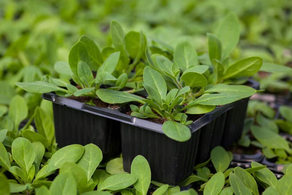 The Beautiful little seedlings in cups close up. — Stock Photo, Image