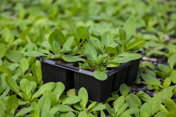 The Beautiful little seedlings in cups close up. — Stock Photo, Image