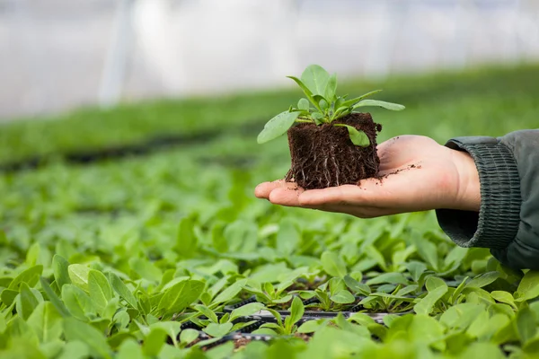 Mani umane che tengono giovane pianta con terreno su sfondo natura offuscata. Ecologia Giornata Mondiale dell'Ambiente CSR Piantina di semenzaio Go Green Eco Friendly — Foto Stock