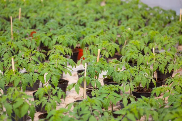 Young tomato seedlings — Stock Photo, Image