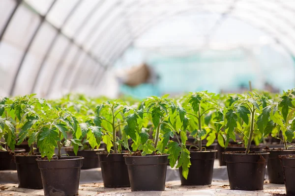 Tomatoes growing in a greenhouse — Stock Photo, Image