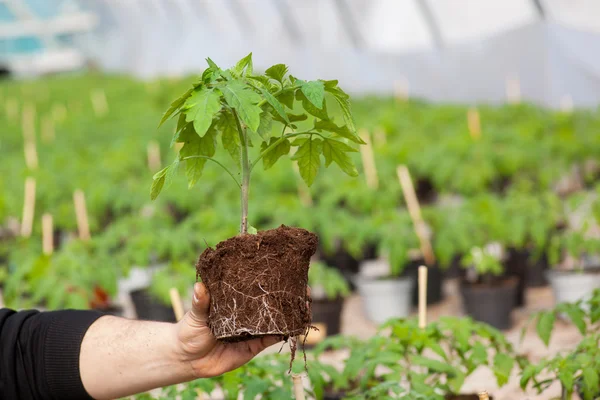 Mani umane che tengono giovane pianta con terreno su sfondo natura offuscata. Ecologia Giornata Mondiale dell'Ambiente CSR Piantina di semenzaio Go Green Eco Friendly — Foto Stock