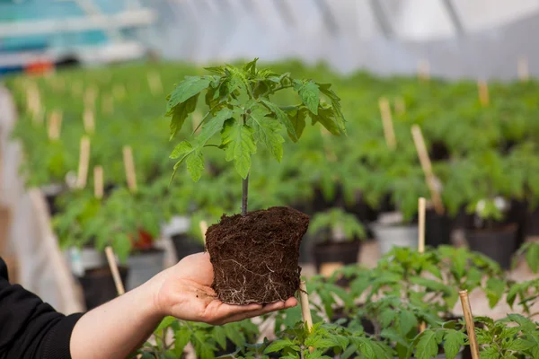 Human hands holding young plant with soil over blurred nature background. Ecology World Environment Day CSR Seedling Go Green Eco Friendly — Stock Photo, Image