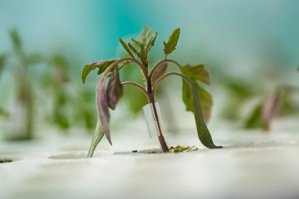 若い植物の温室効果で生着。凝結を移植します。. — ストック写真