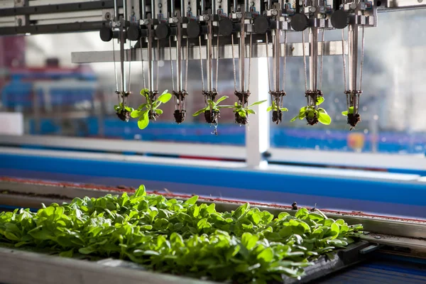 Mechanical planting seedlings. — Stock Photo, Image