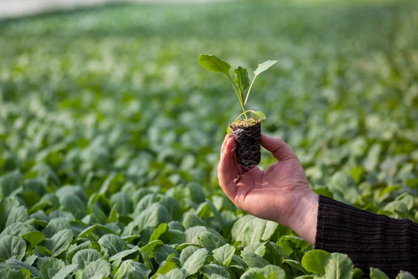 Menselijke handen met jonge plant met bodem wazig natuur achtergrond. Ecologie wereld milieu dag Csr zaailing gaan groene Eco-vriendelijke — Stockfoto