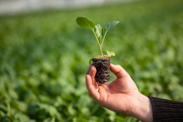 Human hands holding young plant with soil over blurred nature background. Ecology World Environment Day CSR Seedling Go Green Eco Friendly — Stock Photo, Image