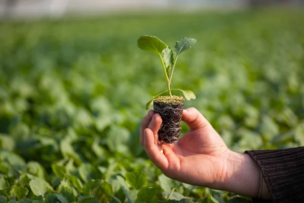 Menselijke handen met jonge plant met bodem wazig natuur achtergrond. Ecologie wereld milieu dag Csr zaailing gaan groene Eco-vriendelijke — Stockfoto